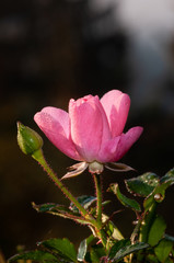 Pink roses on a green bush in garden