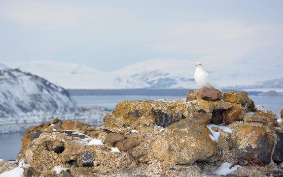 Dove, lake Sevan, Armenia