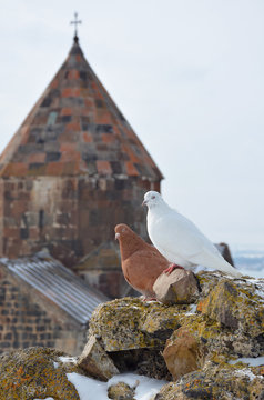 Pigeons on the background of Sevanavank monastery, Armenia