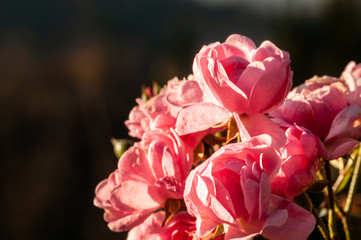 Pink roses on a green bush in garden