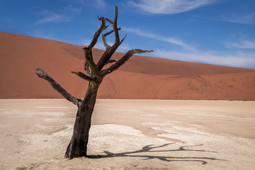 single tree in deadvlei Namibia