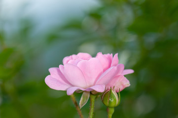 Pink roses on a green bush in garden