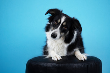Hund vor blauen Hintergrund