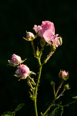 Pink roses on a green bush in garden