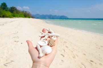 raccolta di conchiglie e coralli isola tropicale