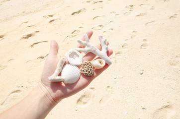 conchiglia e corallo mano