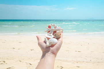 la mano con le conchiglie tailandia