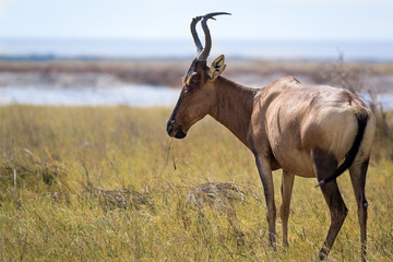 hartebeest in the savanna