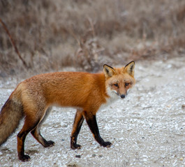 Naklejka na ściany i meble red fox, Vulpes vulpes