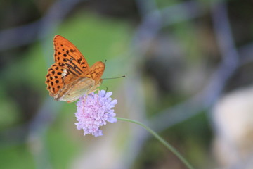 farfalla arancione