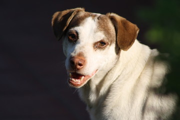 bastado, jack cane bianco e marrone