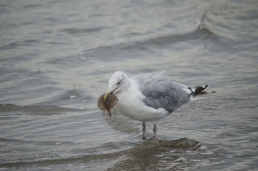 Herring Gull Eating a Flounder