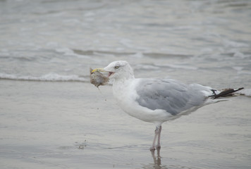 Herring Gull Eating a Flounder