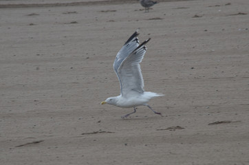Fototapeta na wymiar Herring Gull Taking Off