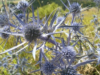 Eryngium planum 