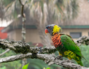 Parrot