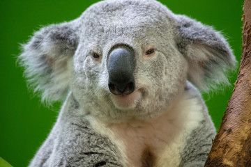 Koala Bear Close up