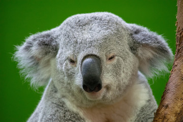 Fototapeta premium Koala Bear Close up