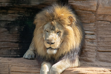 Lion
