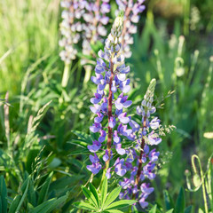 A lot of violet lupines field. Rustic garden on the background of a wooden house