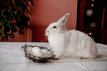 Obraz premium A white rabbit sitting in a rustic basket with a napkin and easter eggs. Easter holiday card horizontal view with copyspace