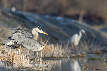 grey heron hunting in a small creek in winter