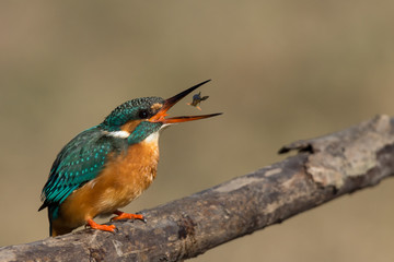 feeding european kingfisher