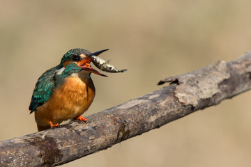 feeding european kingfisher on a branch