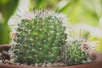 Cactus on vintage tone