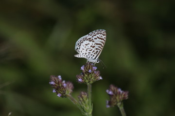butterfly and flowers