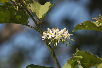 beautiful white flowers
