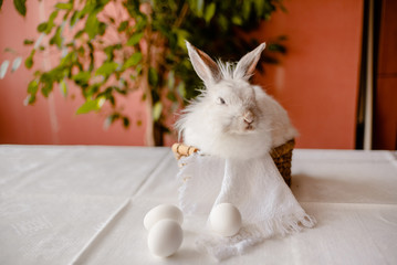 A white rabbit sitting in a rustic  basket with a napkin and easter eggs. Easter holiday card horizontal view with copyspace