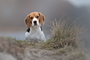 Beagle Hund  Jagdhund 