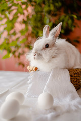 A white rabbit sitting in a rustic  basket with a napkin and easter eggs. Easter holiday card horizontal view with copyspace