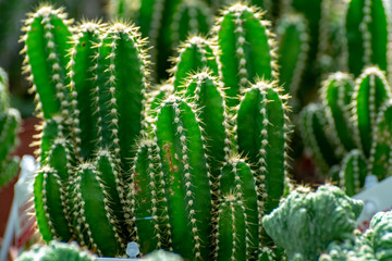 Rows of different cacti plants in buckets on sale in garden shop, homeplant and decovative plant for gardens and parks