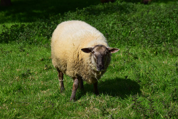One sheep eating grass is spring