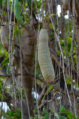 Kigelia pinnata or african sausage tree with not edible hanging fruits