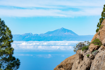 Green Canarian pine tree and Mountains landscape on Gran Canaria island, view on Mount Teide,...