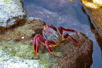 Moorish red legged crab (Grapsus adscensionis), a common crustacean of Gran Canaria, Canary Islands, Spain