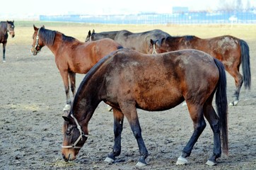 Horses on the meadow