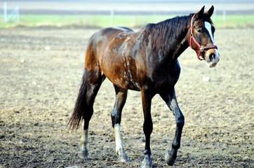 Fototapeta premium Horse in the meadow