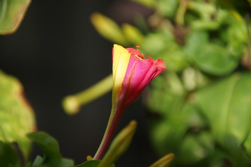 kwiat z&oacute;łto-czerwony