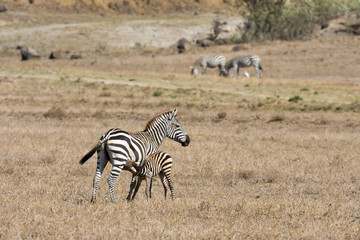 suckling zebra in Kenya