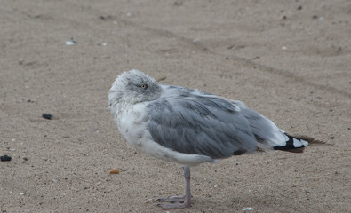 Ring Billed Gull with Head Tucked in Wing