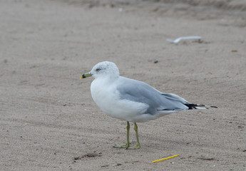 Ring Billed Gull
