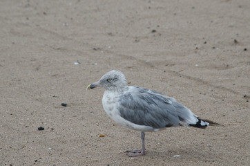 Ring Billed Gull