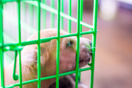 one baby dog in green cage mummal animal