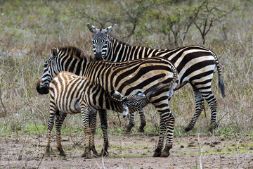 Fototapeta na wymiar zebras in africa 