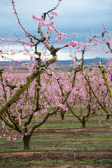 blossom peaches