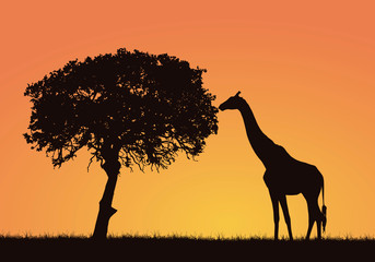 Fototapeta na wymiar Silhouette of giraffe, grass and tree in the African safari landscape. Orange sky with space for text, vector